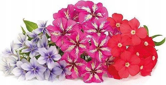 Veritable Prawdziwy Kostka Flox VLIN-F5-Phl04C (3760262511689)