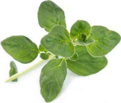 Veritable Veritable Lingot Oregano BIO* VLIN-A10-Ori00C